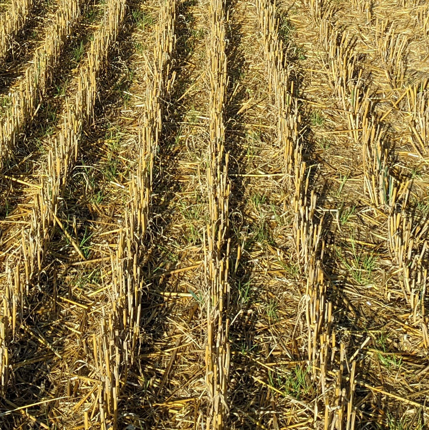 Oat stubble with 25 cm row width (B) on 28th August 2022 PXL_20220803_062528226_1