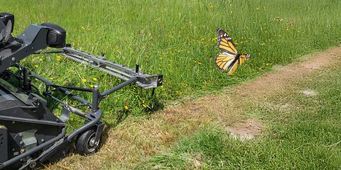 (© AMAZONE: Profihopper1250InsectGuard_Friedhof_d0_kw_P52410003_blueten_d0_20240826-2.jpg) Header